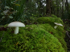 Russula purpureotincta