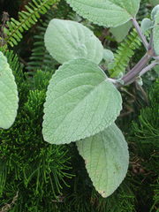 Coleus argentatus