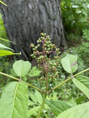 Sambucus sibirica
