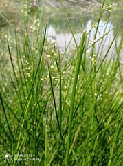 Juncus subnodulosus