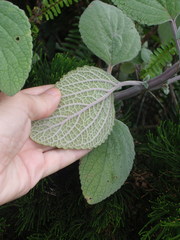 Coleus argentatus