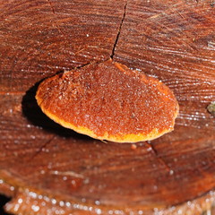 Postia pelliculosa