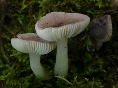 Russula roseopileata