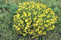 Senecio litorosus