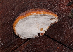 Postia pelliculosa