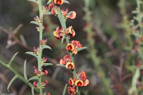 Daviesia incrassata Sm.