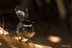 Rhipidura albogularis