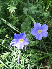 Linum alpinum