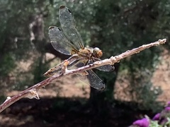 Libellula fulva