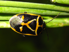 Eurydema gebleri