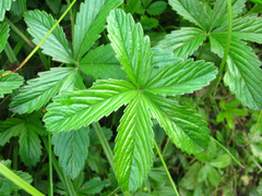 Potentilla kleiniana