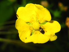Potentilla kleiniana