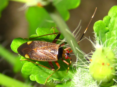 Adelphocoris triannulatus