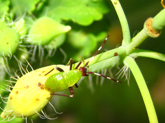 Adelphocoris triannulatus