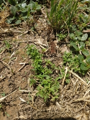Lepidium didymum