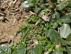 Lepidium didymum