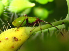 Adelphocoris triannulatus