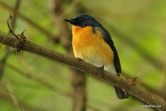 Cyornis tickelliae