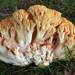 Ramaria botrytis - Photo (c) tombigelow, some rights reserved (CC BY-NC)
