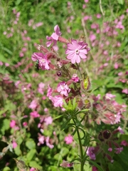 Silene dioica