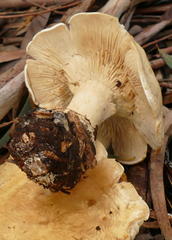 Leucopaxillus cerealis