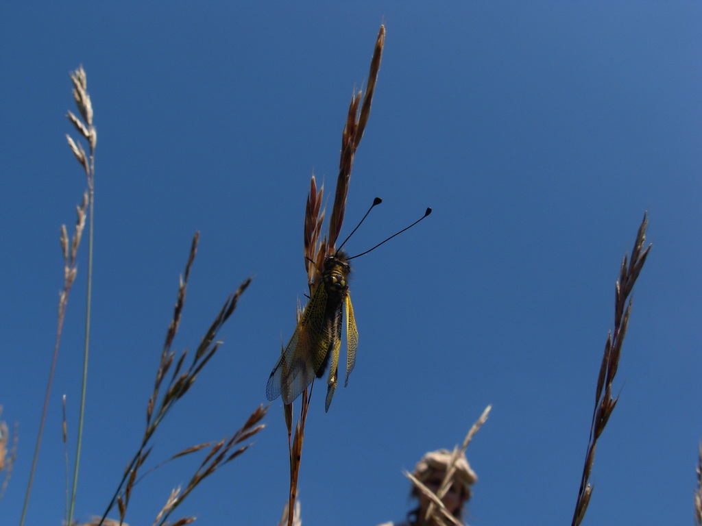 Black Yellow Owlfly
