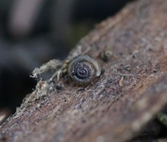 Paralaoma hobarti