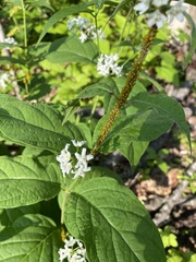 Vincetoxicum ascyrifolium