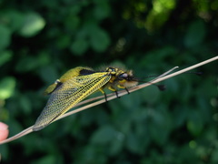 Libelloides longicornis