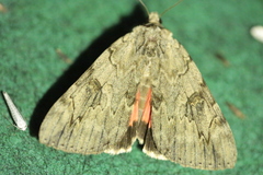 Catocala electa