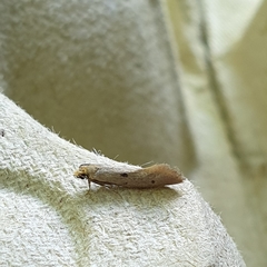 Tinea trinotella