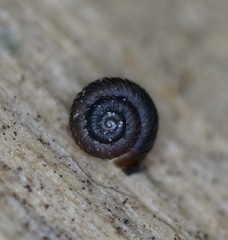 Paralaoma hobarti