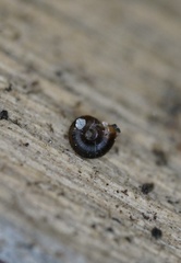 Paralaoma hobarti