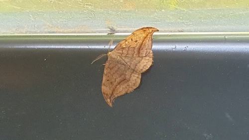 Dusky Hook-tip, 1795 De Cocksdorp, Nederland, photo 6 of 10