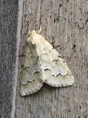 Acronicta innotata