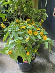 Melampodium divaricatum