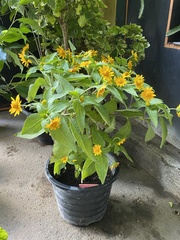 Melampodium divaricatum