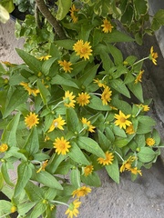 Melampodium divaricatum