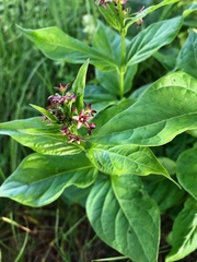 Vincetoxicum schmalhausenii