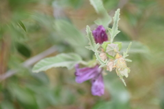 Althaea