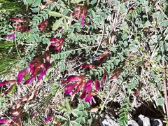 Astragalus monspessulanus