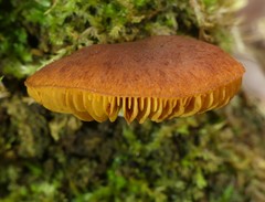 Gymnopilus ferruginosus