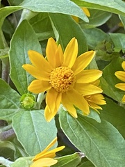Melampodium divaricatum