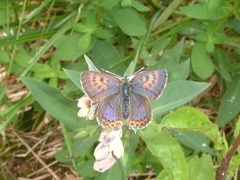 Lycaena helle