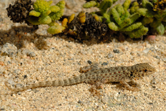 Pristurus