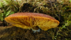 Gymnopilus ferruginosus