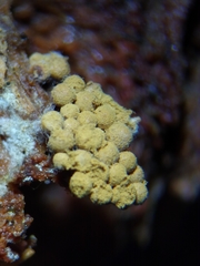 Cribraria argillacea