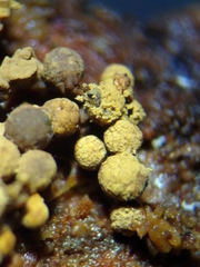 Cribraria argillacea