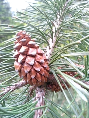 Pinus uncinata uliginosa