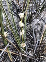 Lomandra leucocephala